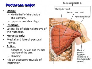 muscles-of-the-pectoral-region-4-728